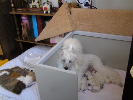 A takhle teď bydlíme v pokoji